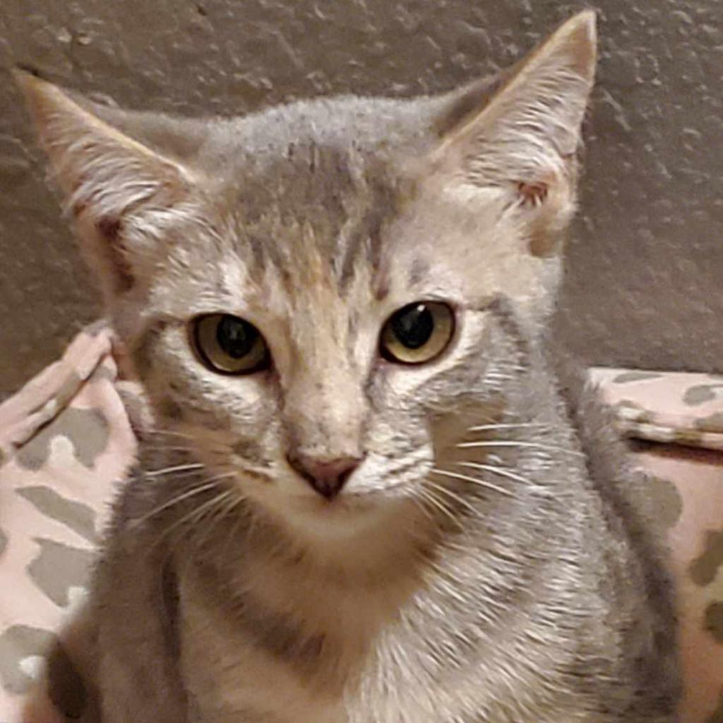 Judy, an adoptable Domestic Short Hair in LEANDER, TX, 78641 | Photo Image 1