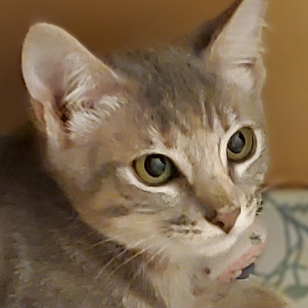 Judy, an adoptable Domestic Short Hair in LEANDER, TX, 78641 | Photo Image 2