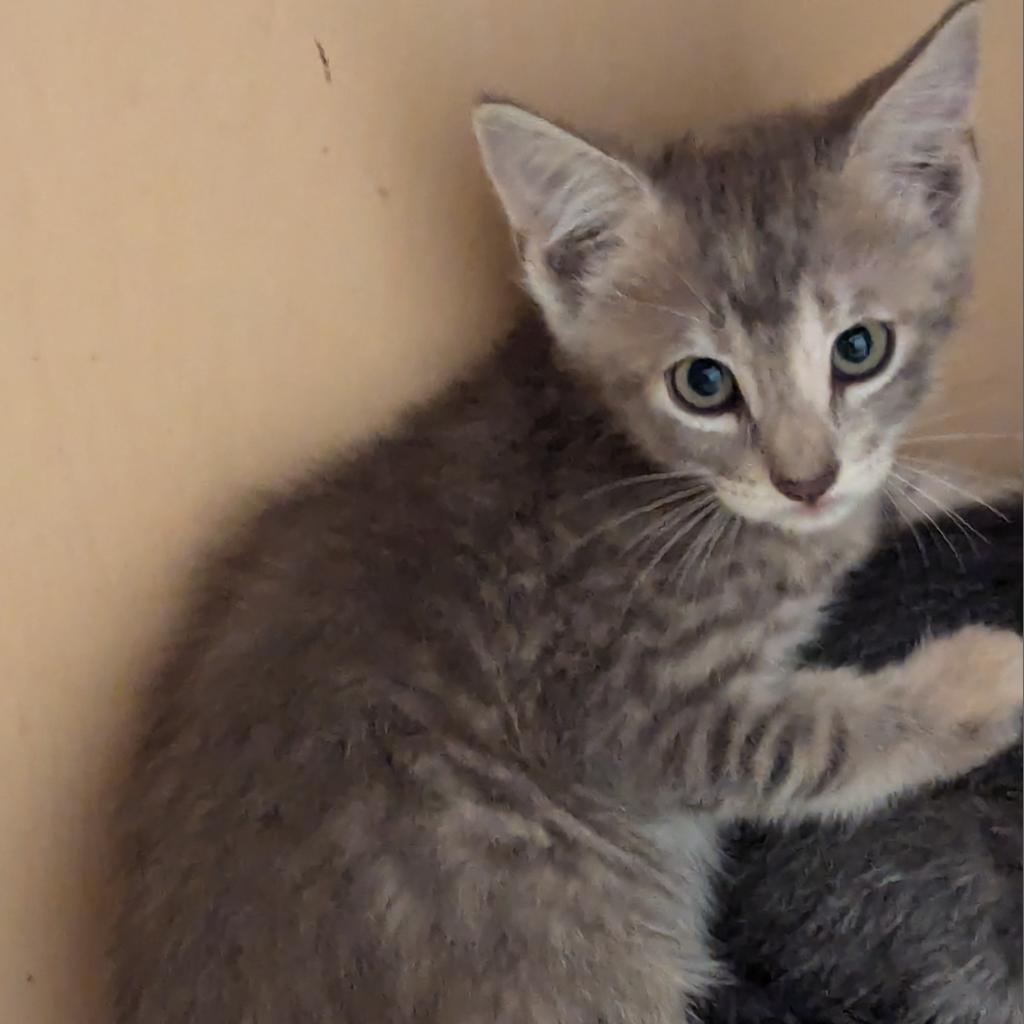 Judy, an adoptable Domestic Short Hair in LEANDER, TX, 78641 | Photo Image 3