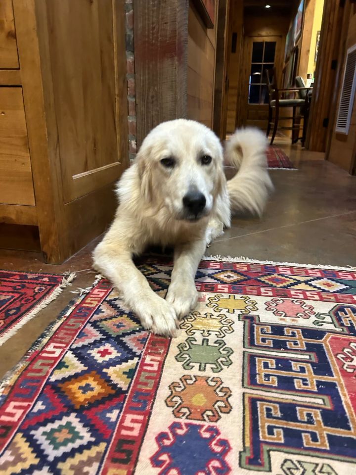 Dog for adoption Lady, a Great Pyrenees in Croydon, NH Petfinder