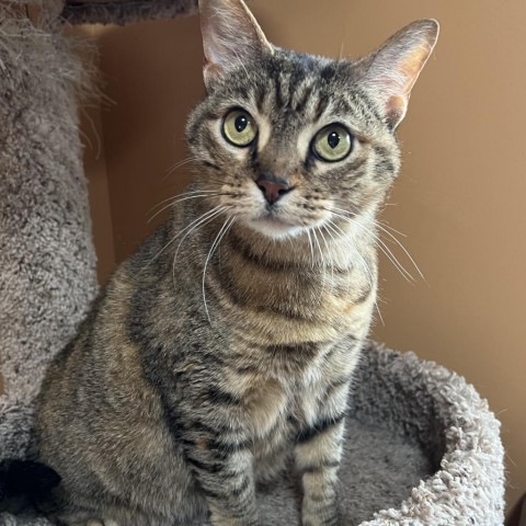 Katrina, an adoptable Domestic Short Hair in Wadena, MN, 56482 | Photo Image 1