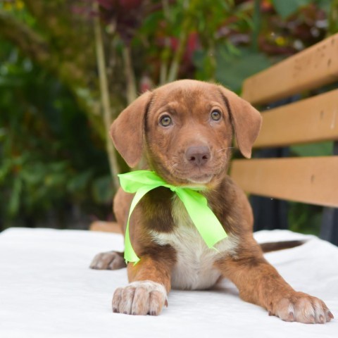 Xander, an adoptable Mixed Breed in Kailua Kona, HI, 96740 | Photo Image 1