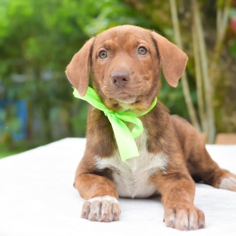 Xander, an adoptable Mixed Breed in Kailua Kona, HI, 96740 | Photo Image 2