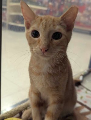 JACK, Young Male Tabby
