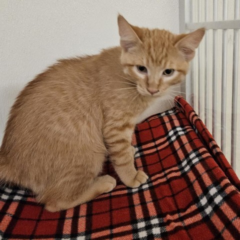 Lewis, an adoptable Domestic Short Hair in Fort Bragg, CA, 95437 | Photo Image 1