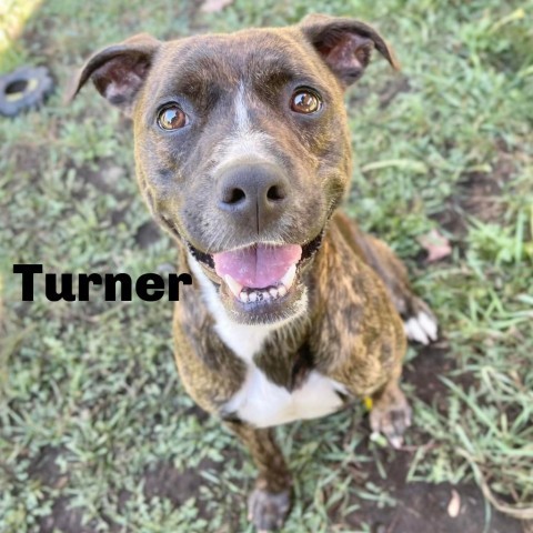 Turner 240575, an adoptable Mixed Breed in Escanaba, MI, 49829 | Photo Image 1