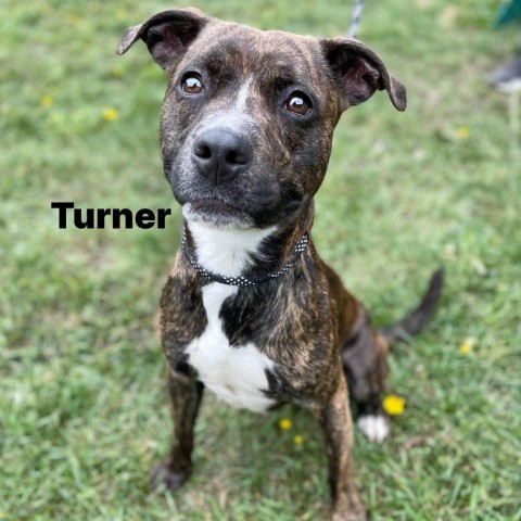 Turner 240575, an adoptable Mixed Breed in Escanaba, MI, 49829 | Photo Image 2