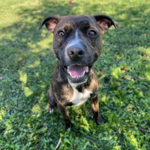 Turner 240575, an adoptable Mixed Breed in Escanaba, MI, 49829 | Photo Image 3