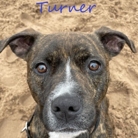 Turner 240575, an adoptable Mixed Breed in Escanaba, MI, 49829 | Photo Image 5