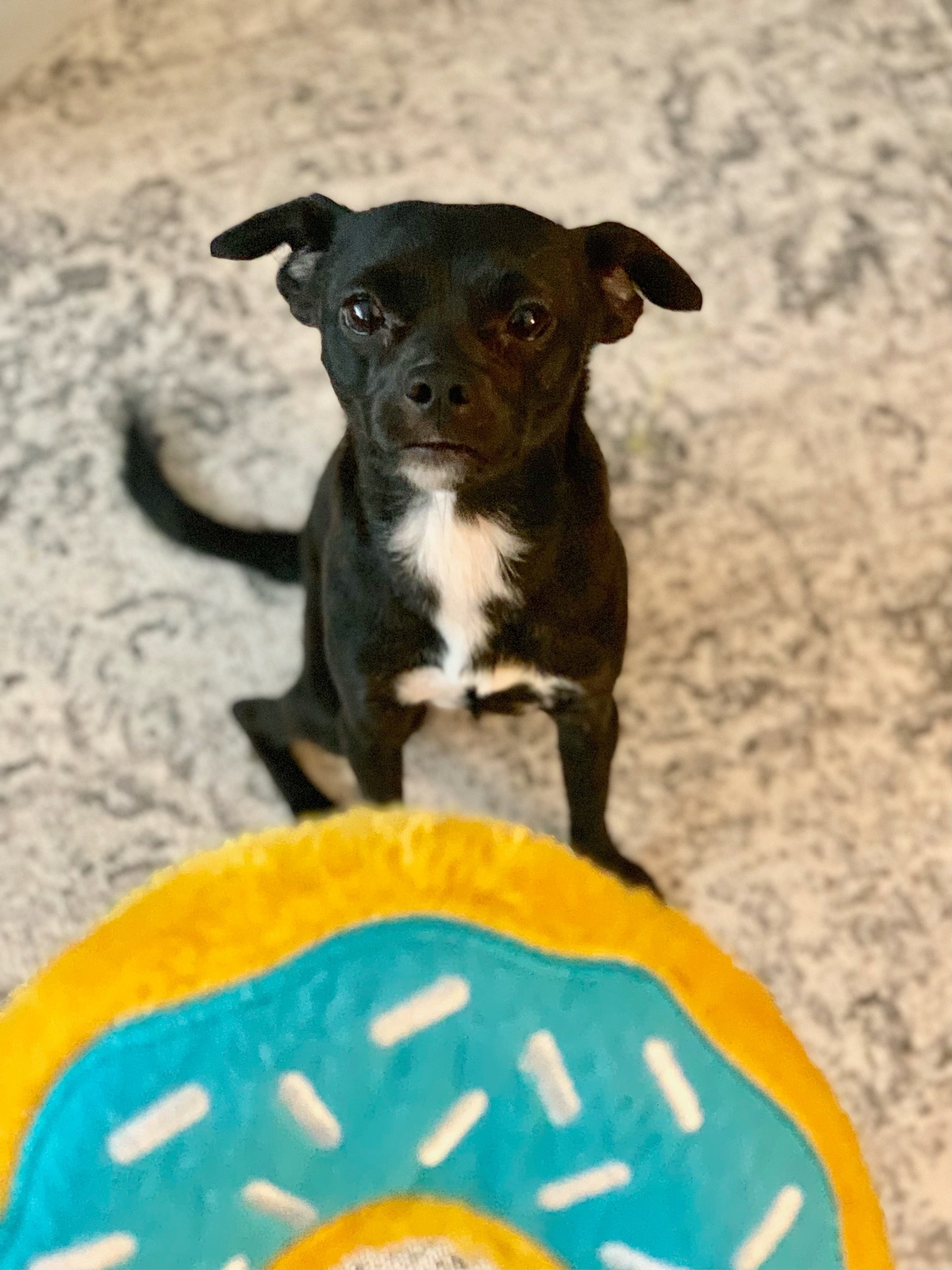 Dog for adoption Lilly, a Jack Russell Terrier & Chihuahua Mix in