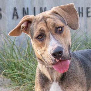 Nick, Adult Male Mountain Cur