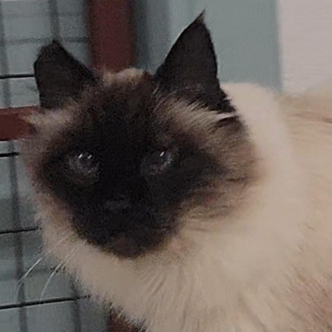 Fuzzy, an adoptable Himalayan in Mount Shasta, CA, 96067 | Photo Image 1