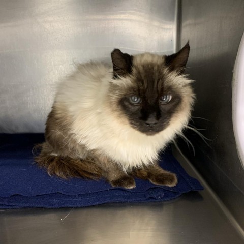 Fuzzy, an adoptable Himalayan in Mount Shasta, CA, 96067 | Photo Image 2