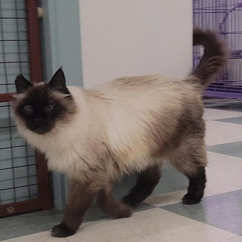 Fuzzy, an adoptable Himalayan in Mount Shasta, CA, 96067 | Photo Image 3