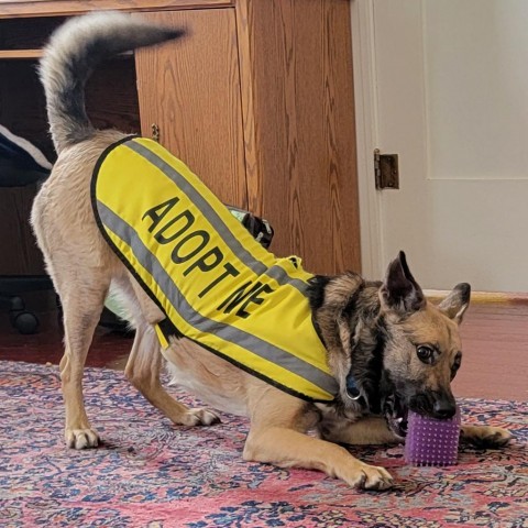 Rosie, an adoptable Shepherd in Mount Shasta, CA, 96067 | Photo Image 1