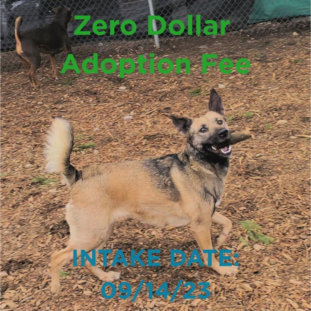 Rosie, an adoptable Shepherd in Mount Shasta, CA, 96067 | Photo Image 1