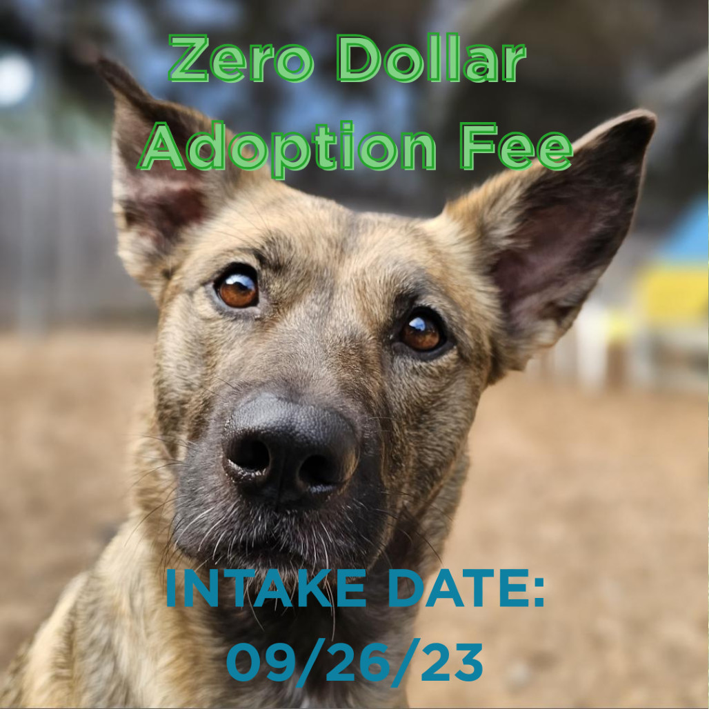 Rosie, an adoptable Shepherd in Mount Shasta, CA, 96067 | Photo Image 1