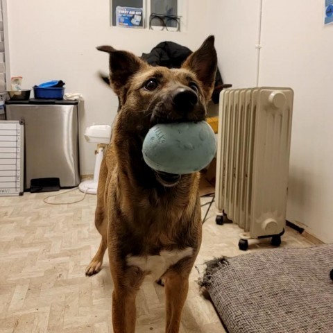 Rosie, an adoptable Shepherd in Mount Shasta, CA, 96067 | Photo Image 2