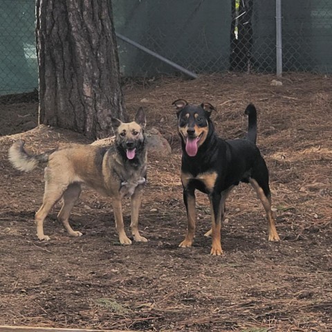 Rosie, an adoptable Shepherd in Mount Shasta, CA, 96067 | Photo Image 3