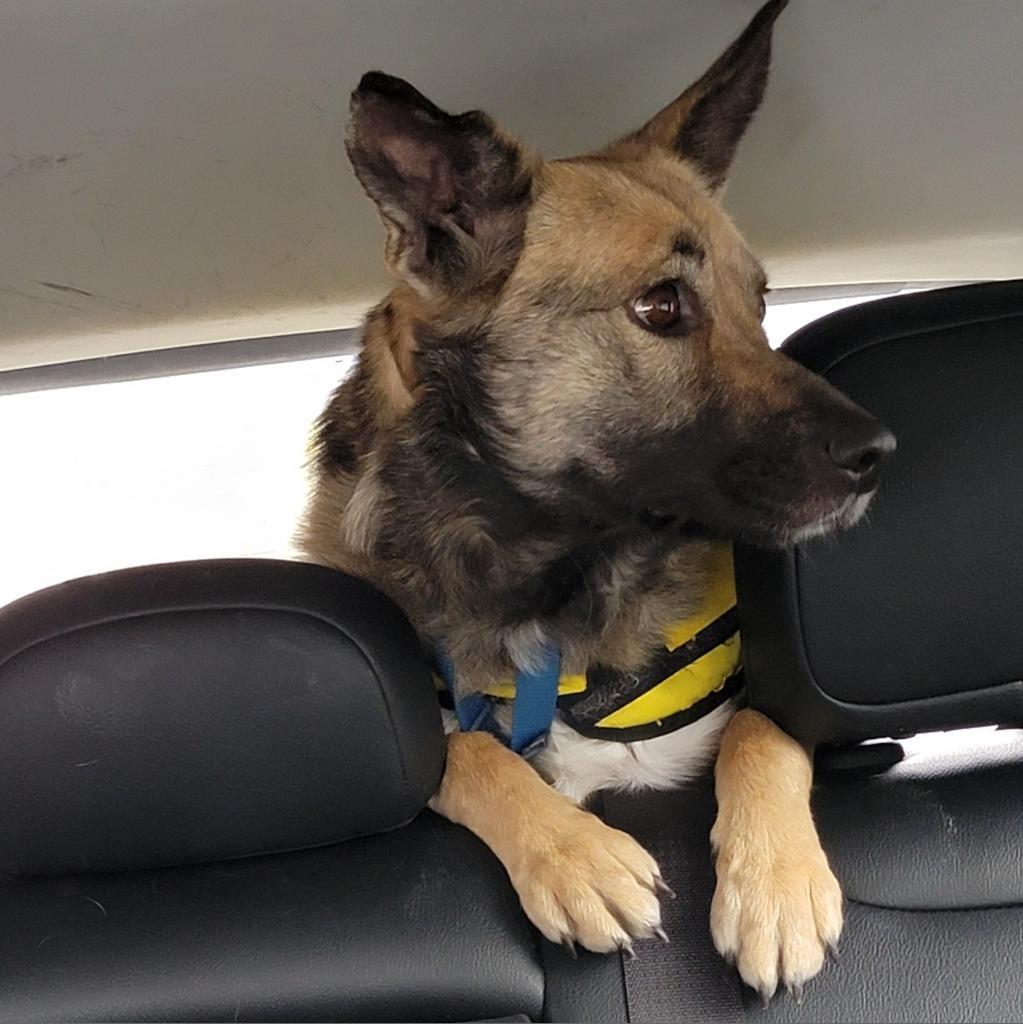 Rosie, an adoptable Shepherd in Mount Shasta, CA, 96067 | Photo Image 3