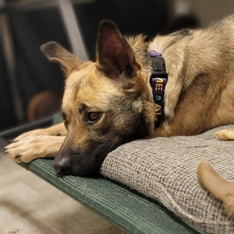 Rosie, an adoptable Shepherd in Mount Shasta, CA, 96067 | Photo Image 4