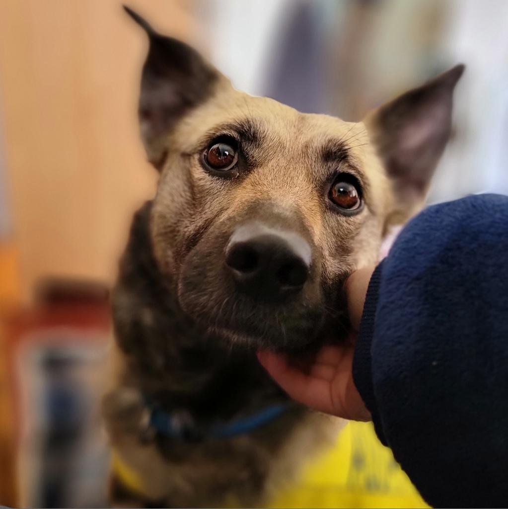 Rosie, an adoptable Shepherd in Mount Shasta, CA, 96067 | Photo Image 4