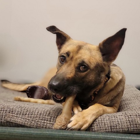 Rosie, an adoptable Shepherd in Mount Shasta, CA, 96067 | Photo Image 5