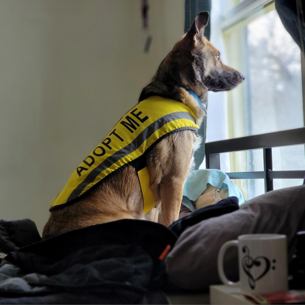 Rosie, an adoptable Shepherd in Mount Shasta, CA, 96067 | Photo Image 5