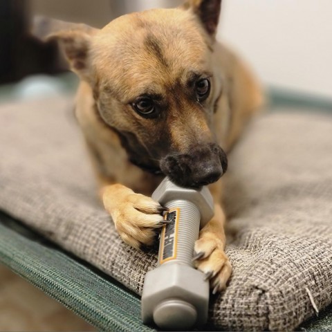 Rosie, an adoptable Shepherd in Mount Shasta, CA, 96067 | Photo Image 6