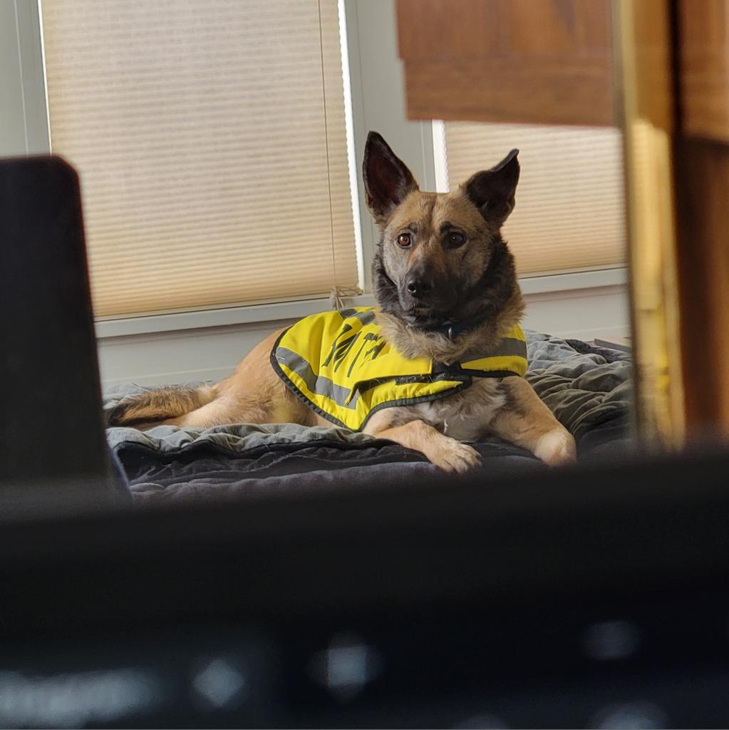 Rosie, an adoptable Shepherd in Mount Shasta, CA, 96067 | Photo Image 6