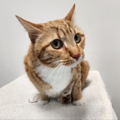 Roscoe, an adoptable Domestic Short Hair in Great Falls, MT, 59404 | Photo Image 1