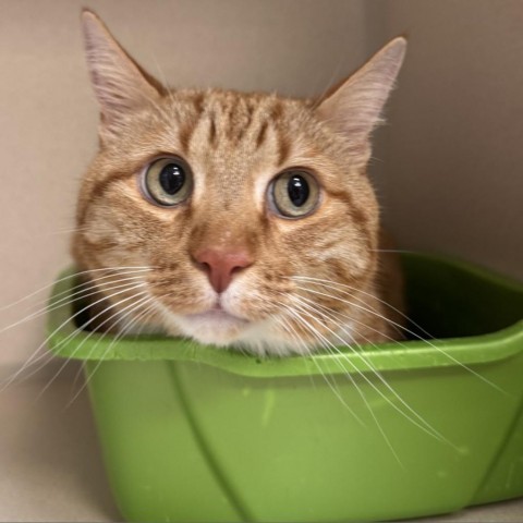 Roscoe, an adoptable Domestic Short Hair in Great Falls, MT, 59404 | Photo Image 3