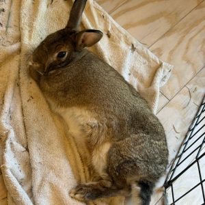 Arlo, Adult Male Bunny Rabbit