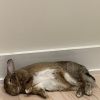 Arlo photo 6