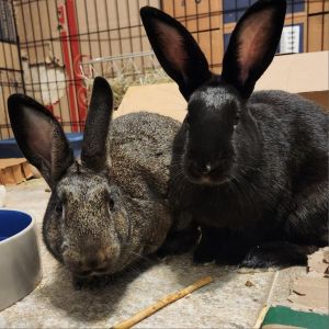 Raven (and Minnie), Adult Male Bunny Rabbit