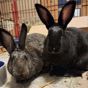Minnie (and Raven), Adult Female Bunny Rabbit