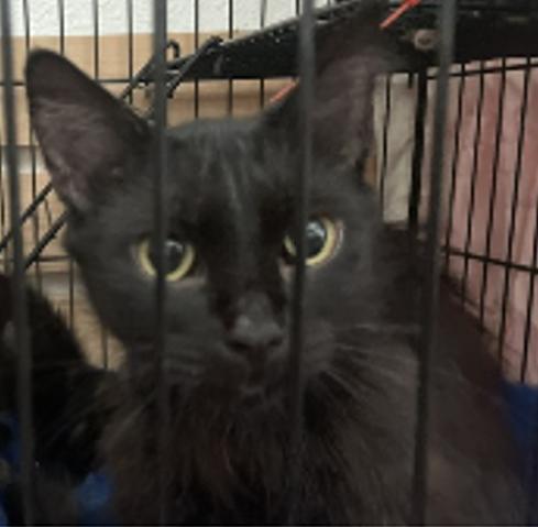 Kuro (Deandra foster name), an adoptable Domestic Long Hair in Ontario, OR, 97914 | Photo Image 1