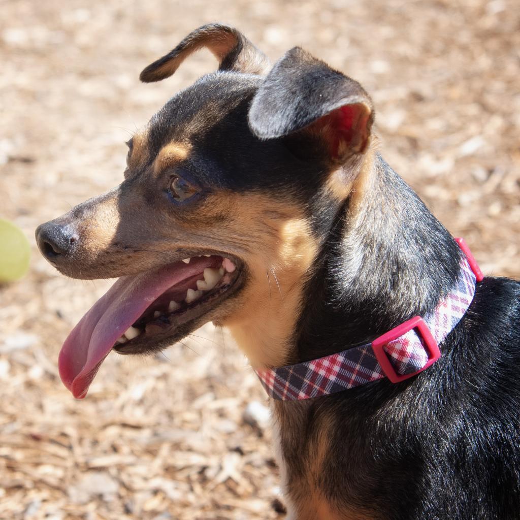 Roscoe