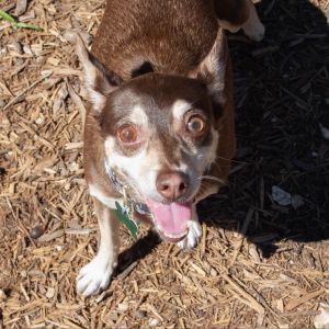 Kiddo, Senior Female Miniature Pinscher