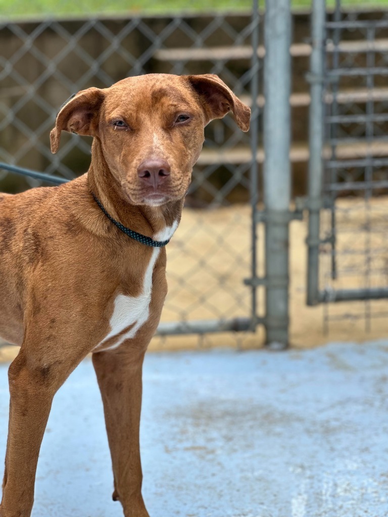 Daisy Duke, an adoptable Vizsla, Mixed Breed in Russellville, KY, 42276 | Photo Image 1