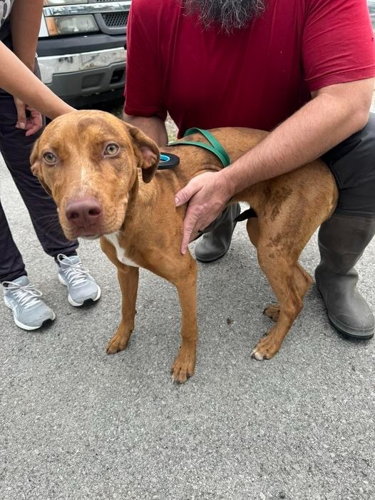 Daisy Duke, an adoptable Vizsla, Mixed Breed in Russellville, KY, 42276 | Photo Image 2