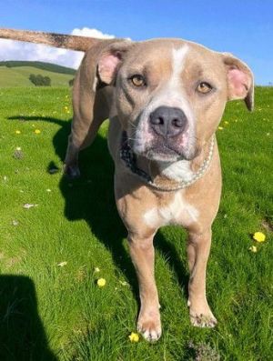 Cornfed, Adult Male Mixed Breed
