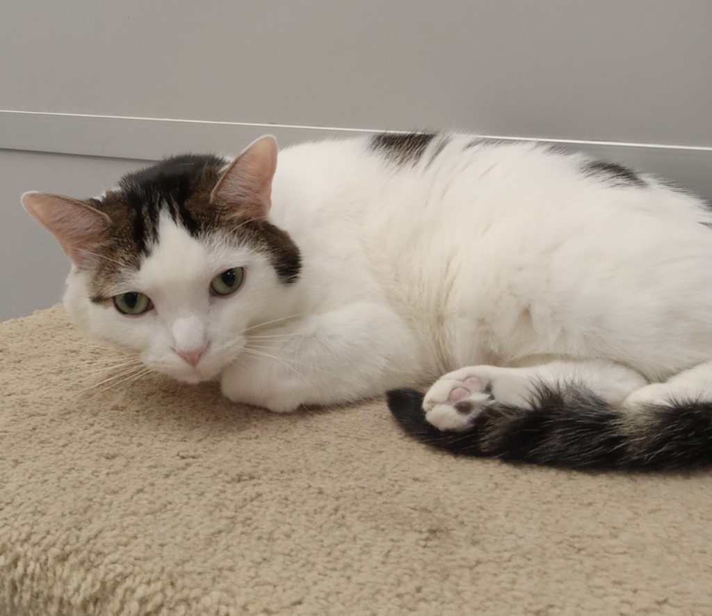 Leo