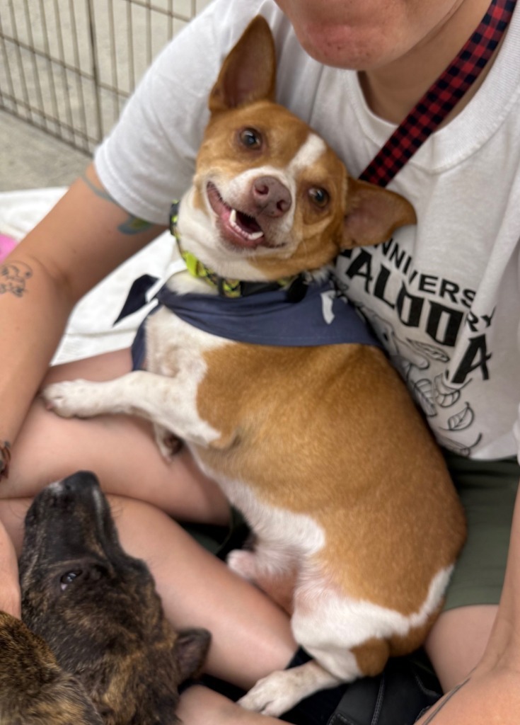Trent, an adoptable Chihuahua, Mixed Breed in Lemoore, CA, 93245 | Photo Image 1