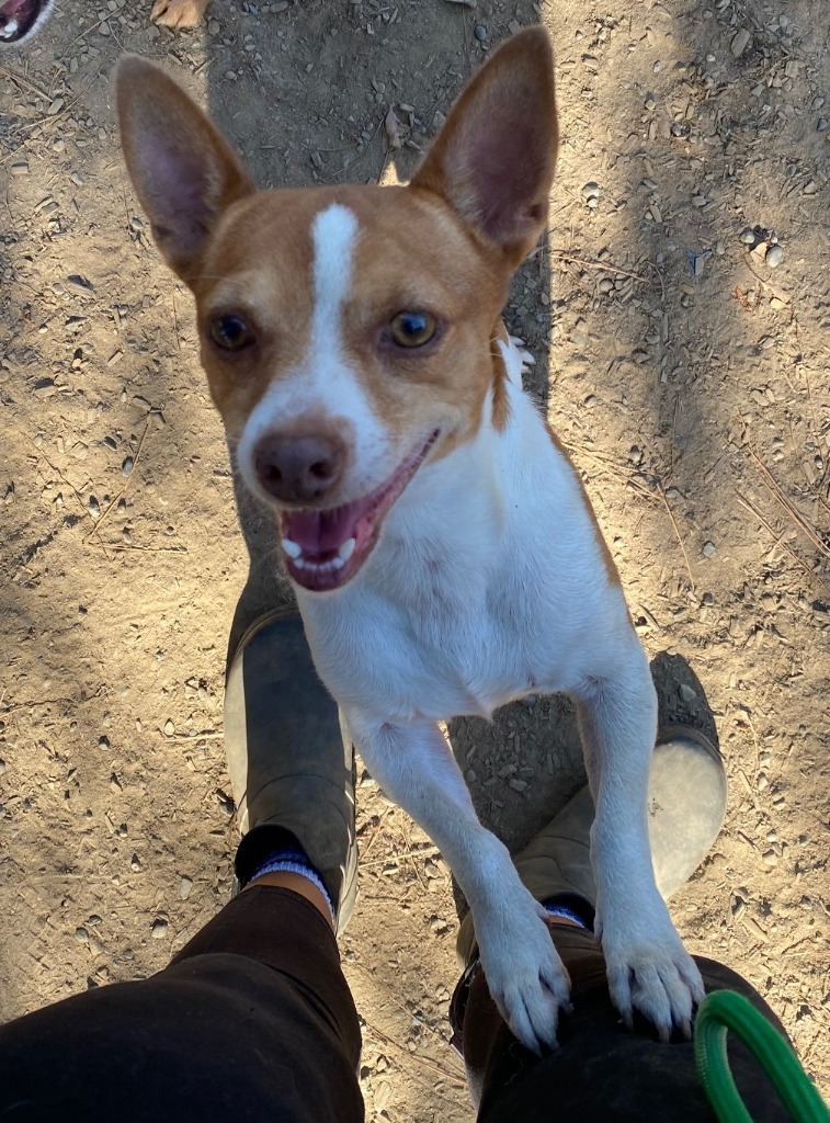 Trent, an adoptable Chihuahua, Mixed Breed in Lemoore, CA, 93245 | Photo Image 2