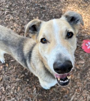 Levi, Senior Male German Shepherd Dog