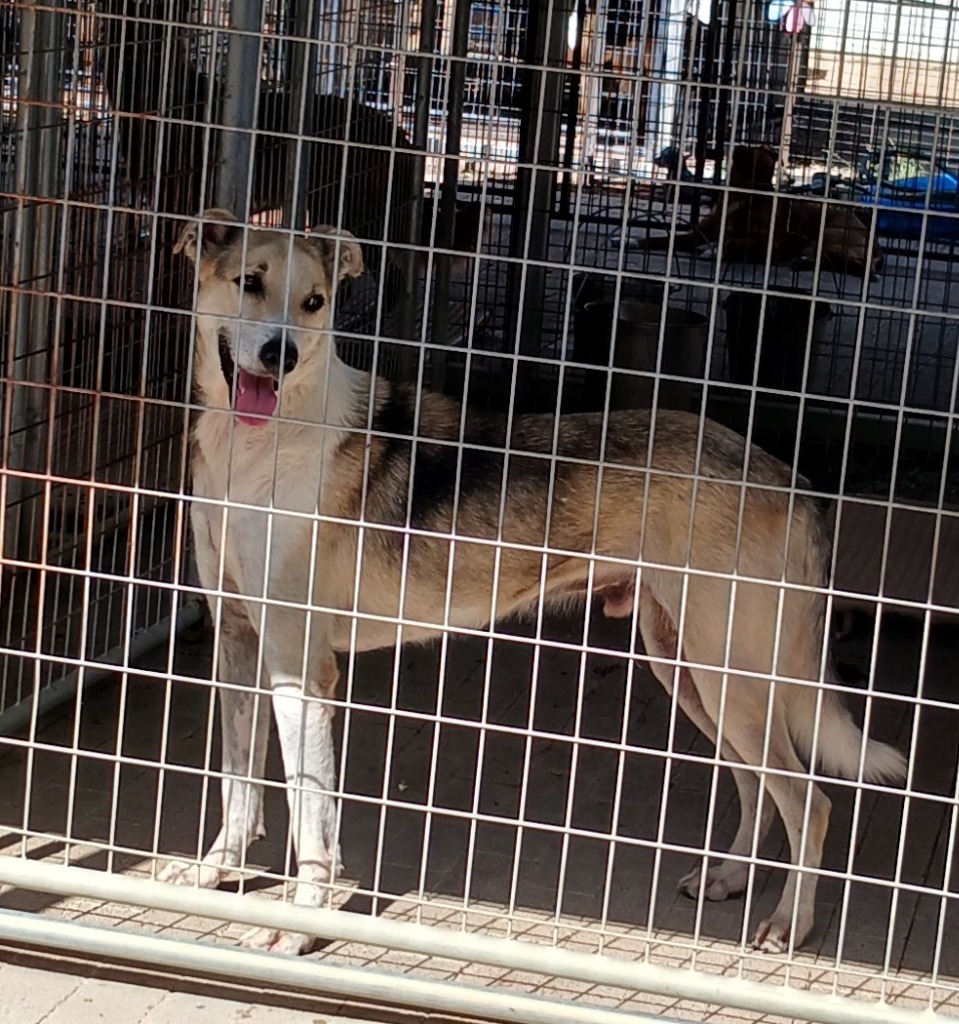 Levi, an adoptable German Shepherd Dog, Husky in Lemoore, CA, 93245 | Photo Image 2