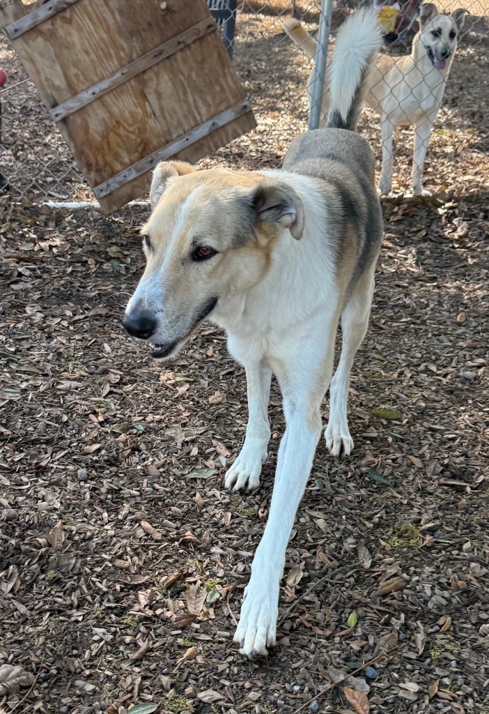 Levi, an adoptable German Shepherd Dog, Husky in Lemoore, CA, 93245 | Photo Image 3