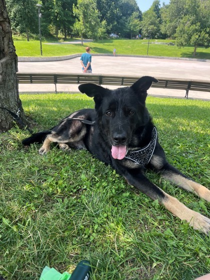 Hakan, an adoptable Mixed Breed in Montreal, QC, H4P 1X4 | Photo Image 1