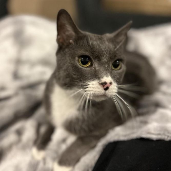 Kit Kat